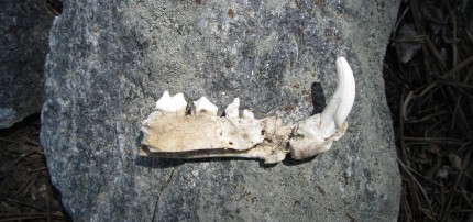 6.0 IMG_1000e