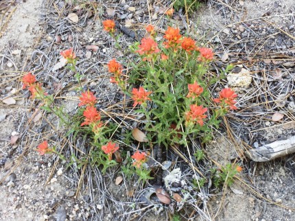 20140531_173839e Deer Springs Tr