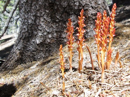 Corallorhiza maculata IMG_1990