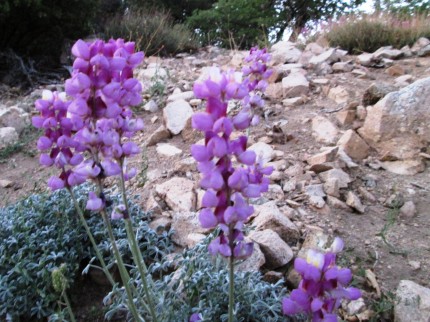 Lupine