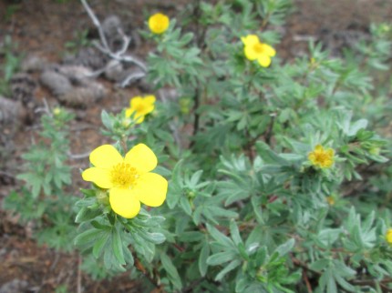 Shrubby Cinquefoil