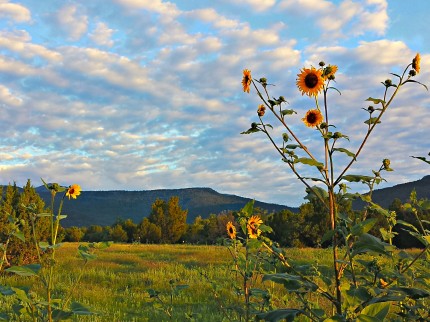 Sunflowers