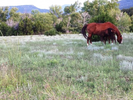 Foal with mom