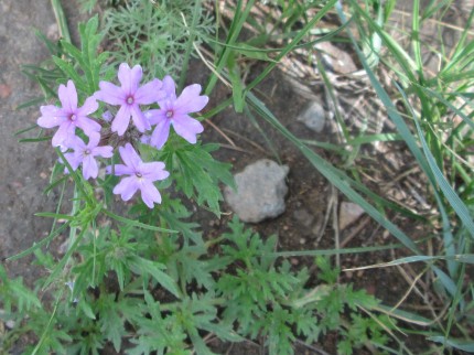 Geranium