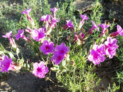 Mirabilis multiflora